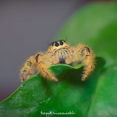 Photo Macro