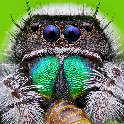phidippus Regius 