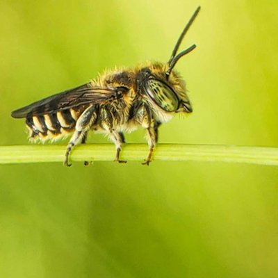 bee