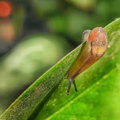 Siput yang belum mempunyai Cangkang