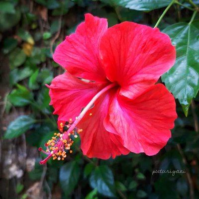 Red hibiscus flower (Bunga kembang sepatu merah)