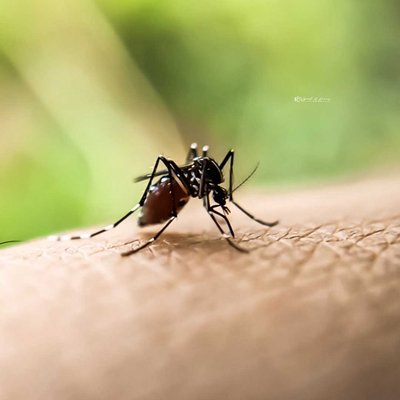 mosquito..