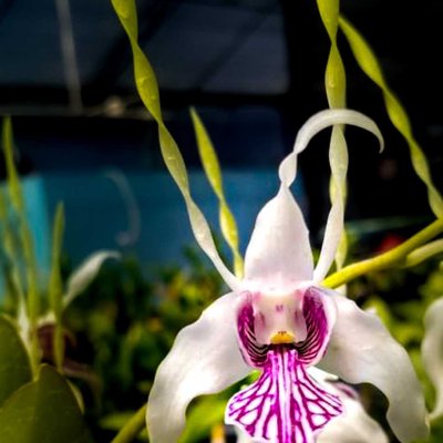 Dendrobium Stratiotes