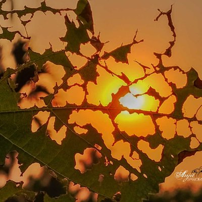 Art of nature