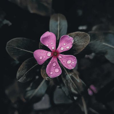 🌼❤️