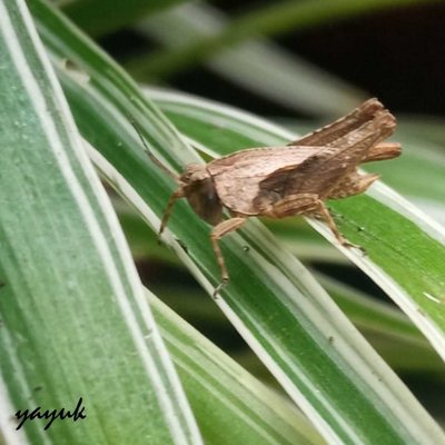 Tetrix Subulata