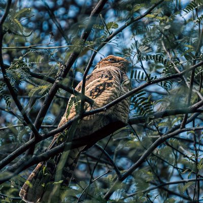 Masters of Disguise: Indian Nightjar