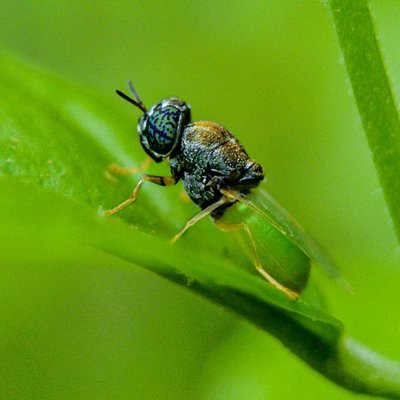 Oplodontha 