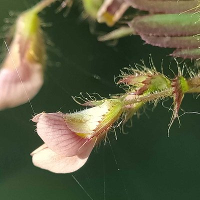 Aeschynomene indica