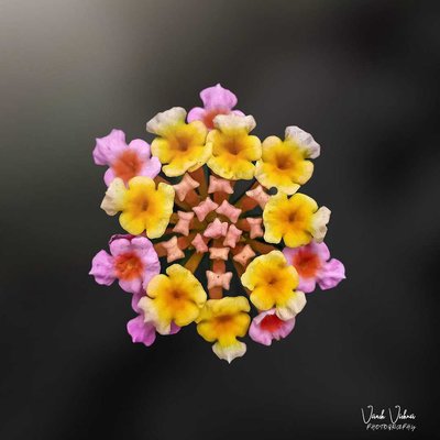 Flower Photography 