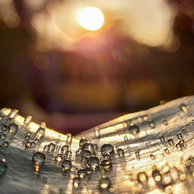 THE DROPLETS 