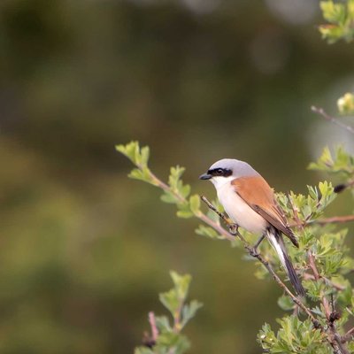 Birds