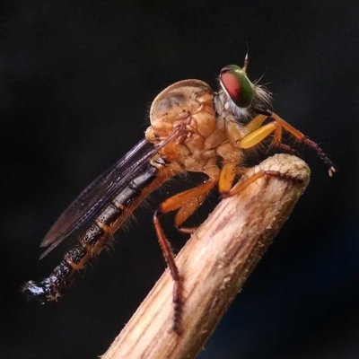 Ommatius Robberfly