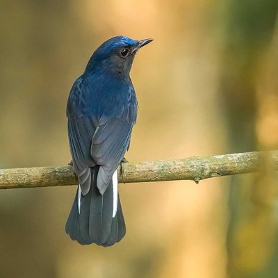 The Blue Beauty