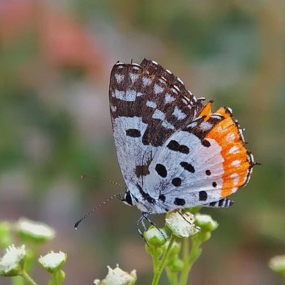red pierrot