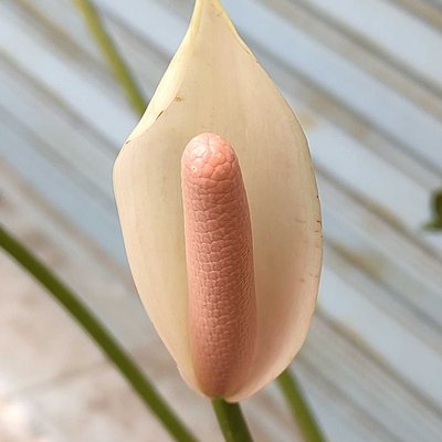 Anthurium