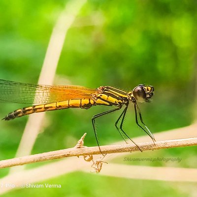 Damselfly