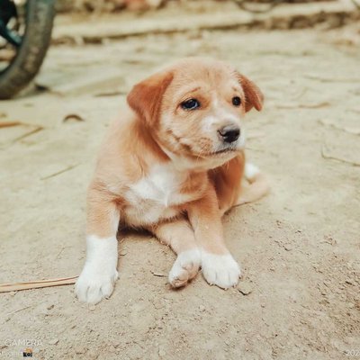 cute puppy