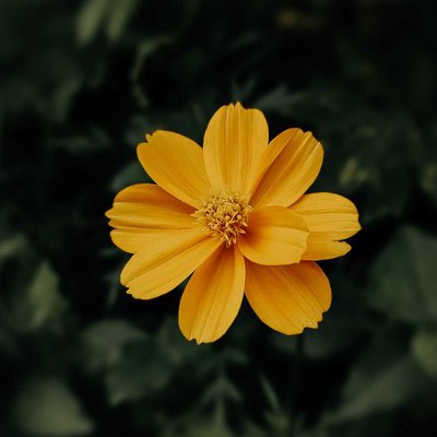 Yellow love 💛