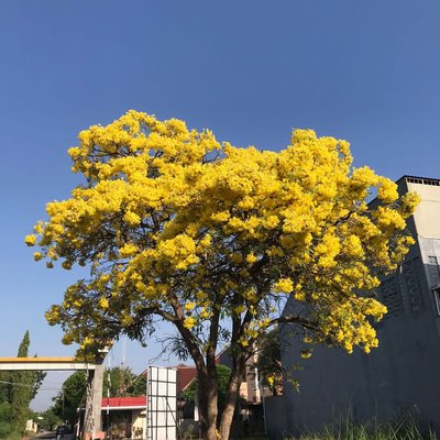 Indahnya Tabebuya
