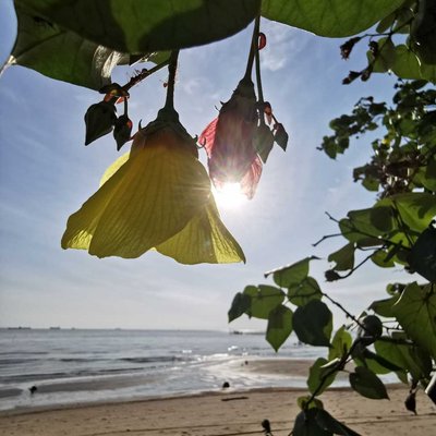 Dua warna bunga di satu Pohon