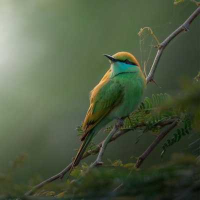 green beeter 