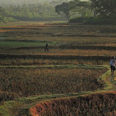 Suasana Pagi Di Sawah