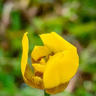 Tulipa sylvestris