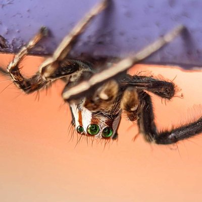Spider 