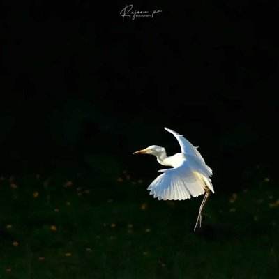 Wings on backlight 