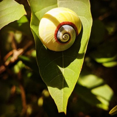 polymita picta