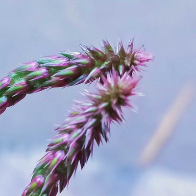 🌾💜💚
