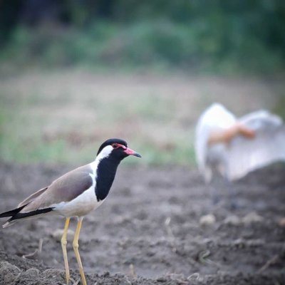 Indian Birds 