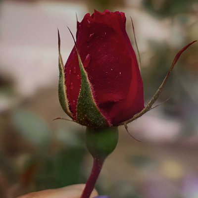 Rose Bud🌹❤️