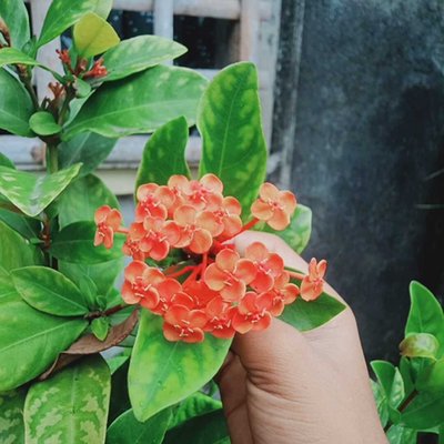 red flowers 