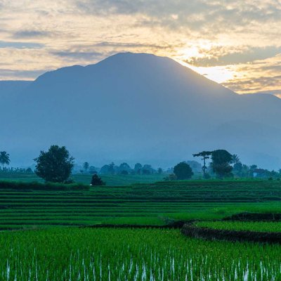 morning atmosphere when the sun rises over the rice fields a