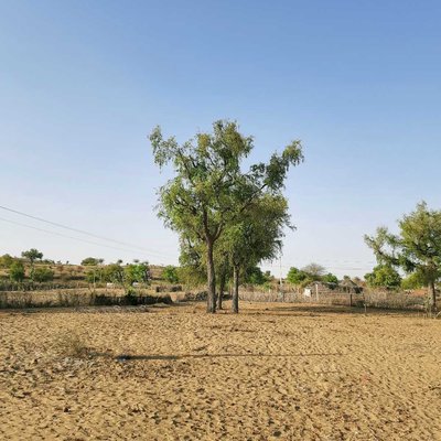 state tree Khejdi
