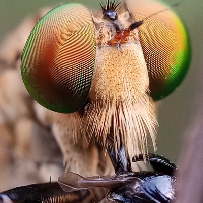 robberfly 