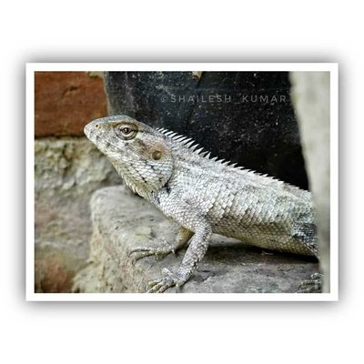 Oriental Garden Lizard 🦎. 