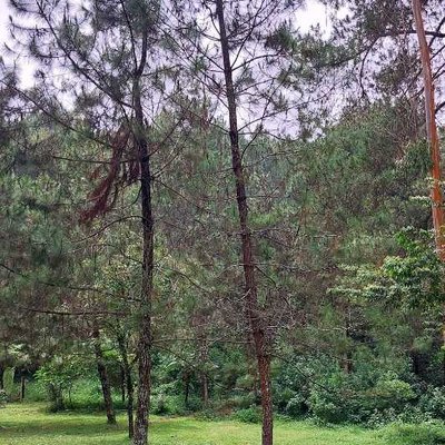 Area outbond Orchid forest cikole