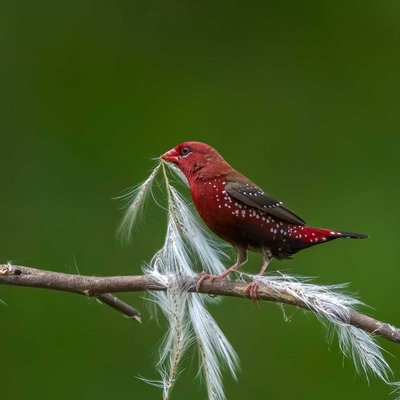 Strawberry Finch or Red Avadavat 