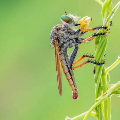 robberfly with prey