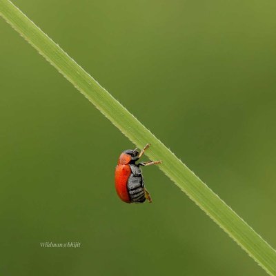 Macro World