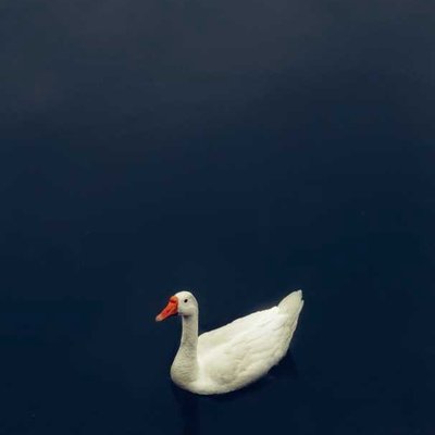 Be like a duck, serene and unruffled.