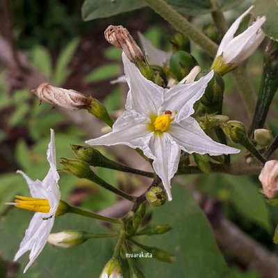Macro Flora