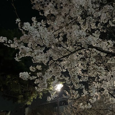 Cherry blossom 🌸