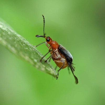 Mango leaf-cutting weevil
