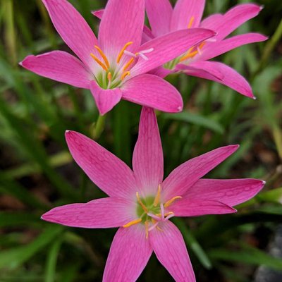 Pink Rain Lily