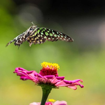 The tailed jay butterfly