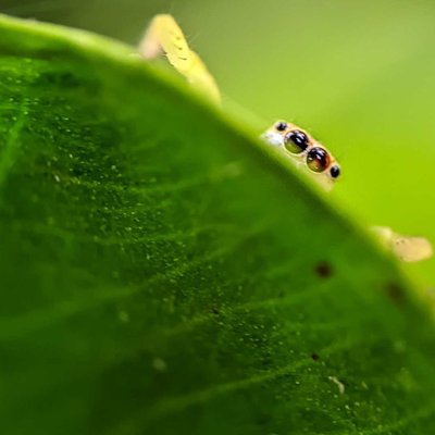 Macro World 🌻